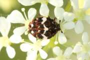 Thumbnail 330625 B