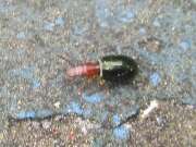 Thumbnail 330649 A