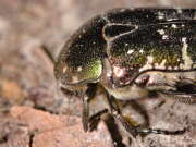 Thumbnail 331041 B