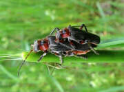 Thumbnail 331042 A