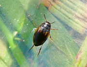 Thumbnail 331046 A