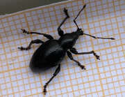 Thumbnail 331133 A