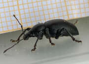 Thumbnail 331133 B