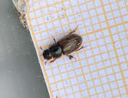Thumbnail 331169 A