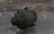 Thumbnail 331446 A