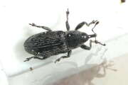 Thumbnail 331652 A