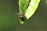 Thumbnail 331774 A