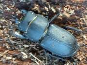 Thumbnail 331802 A