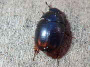Thumbnail 331882 A