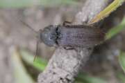 Thumbnail 331893 B