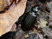 Thumbnail 331898 A