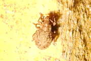 Thumbnail 331992 A