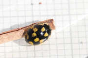 Thumbnail 332028 A