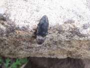Thumbnail 332029 B