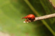 Thumbnail 332243 B