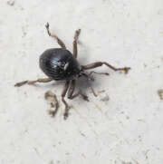 Thumbnail 332469 A