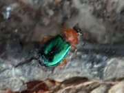 Thumbnail 332529 B