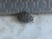 Thumbnail 332534 B