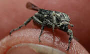 Thumbnail 332937 B