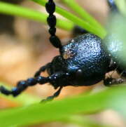 Thumbnail 333590 B