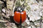 Thumbnail 334014 A
