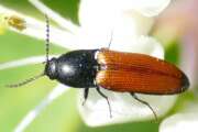 Thumbnail 334058 A