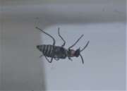Thumbnail 334111 B