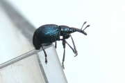 Thumbnail 334257 A