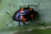 Thumbnail 334291 A