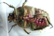 Thumbnail 334582 B