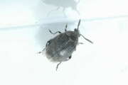 Thumbnail 334586 A