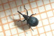 Thumbnail 334596 A