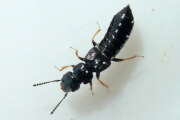Thumbnail 334761 A