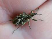 Thumbnail 335079 B