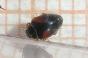 Thumbnail 335714 A