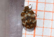 Thumbnail 335962 A