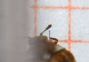 Thumbnail 335962 B