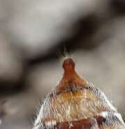 Thumbnail 336122 B