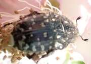 Thumbnail 336146 B