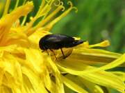 Thumbnail 336189 A