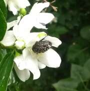 Thumbnail 336252 B