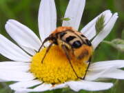 Thumbnail 336492 B