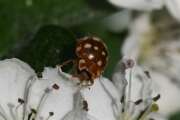 Thumbnail 336770 A