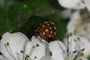 Thumbnail 336770 B