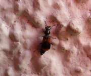 Thumbnail 337027 A