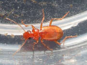 Thumbnail 337029 B