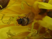 Thumbnail 337130 B