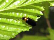 Thumbnail 337535 B