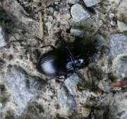 Thumbnail 337946 B