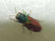 Thumbnail 337948 B